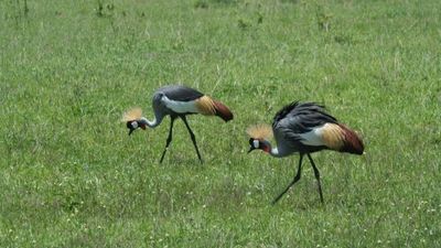 4 Days Masai Mara Budget Group Safari – Big Five Experience - Image - 13012
